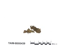 藏品(麻錦苔屬)的圖片